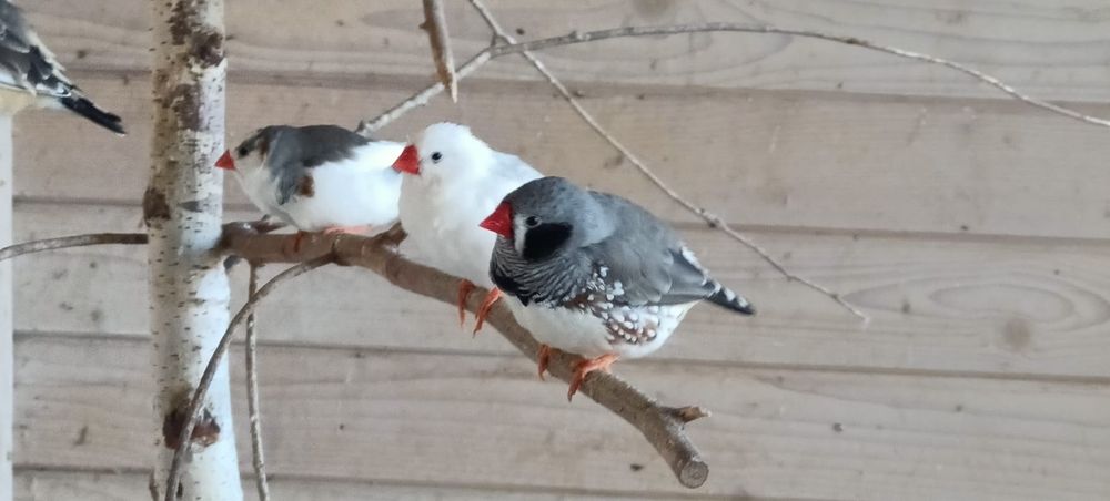 Zeberki, amadyna zebrowata