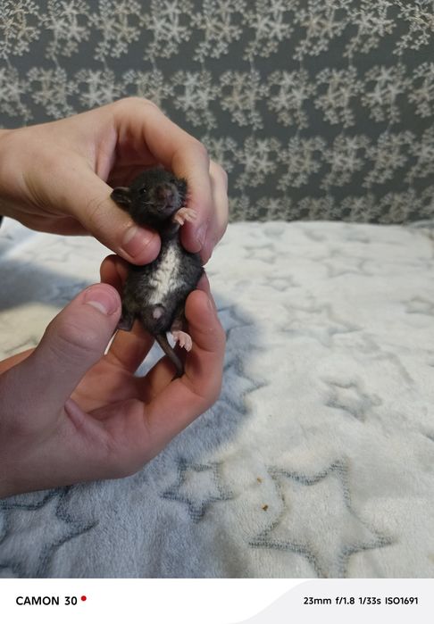 Крысята Реск и Дамбо