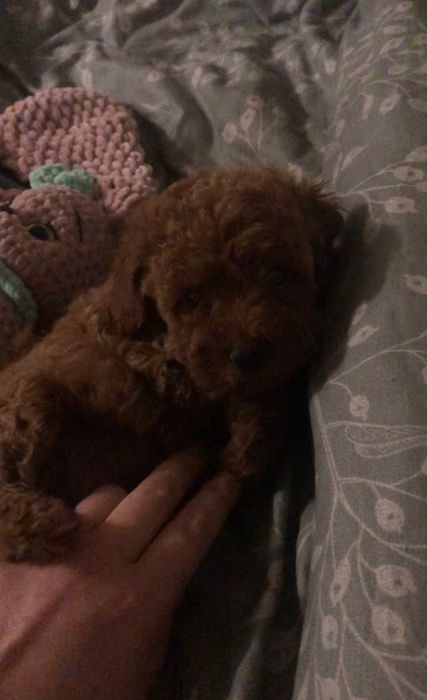 Свободна одна лапуля