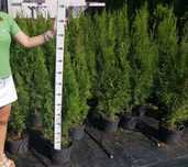 Tuje Szmaragd tuja Smaragd 110-120cm w dużej donicy 7,5l Od producenta