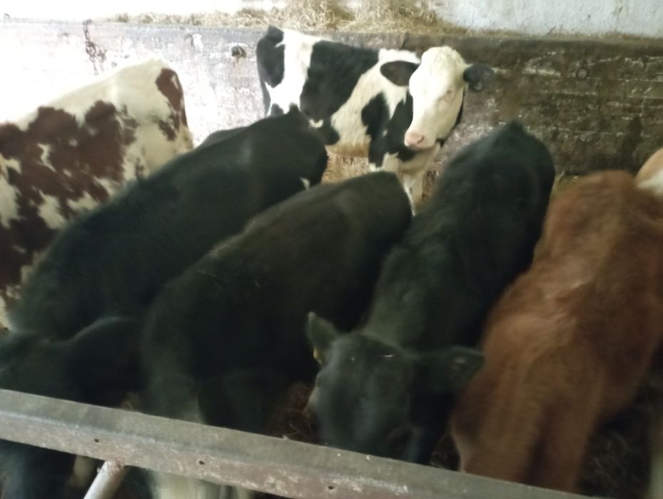 Jałówki polskie 20 sztuk