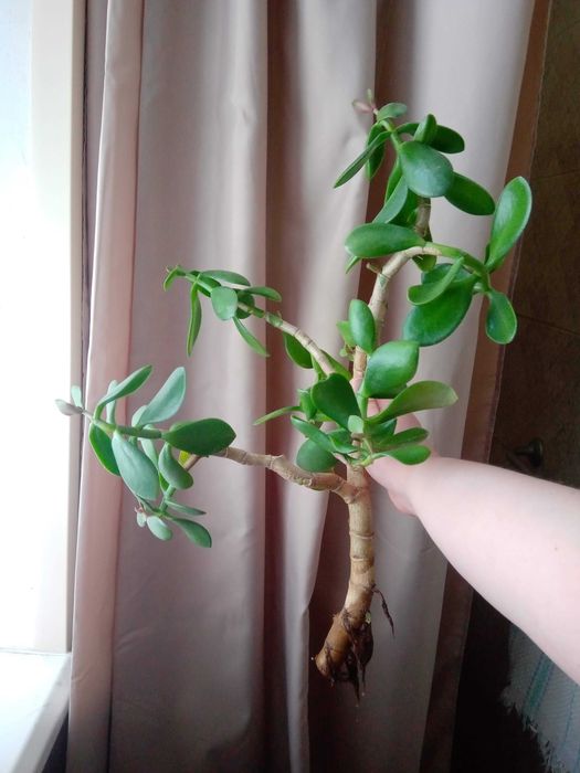 Денежное дерево, Толстянка, Крассула Запорожье