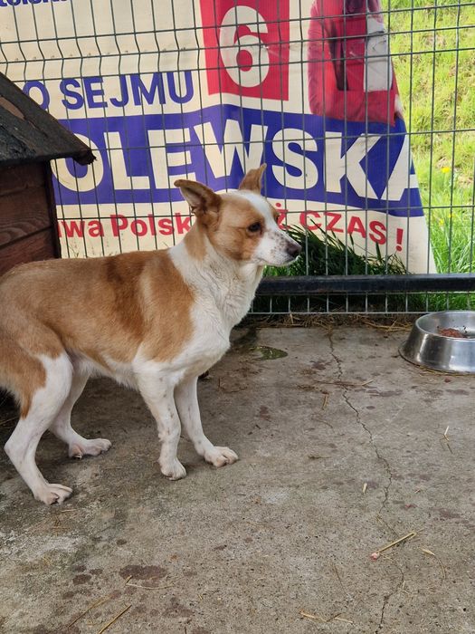 Suczka do adopcji za darmo