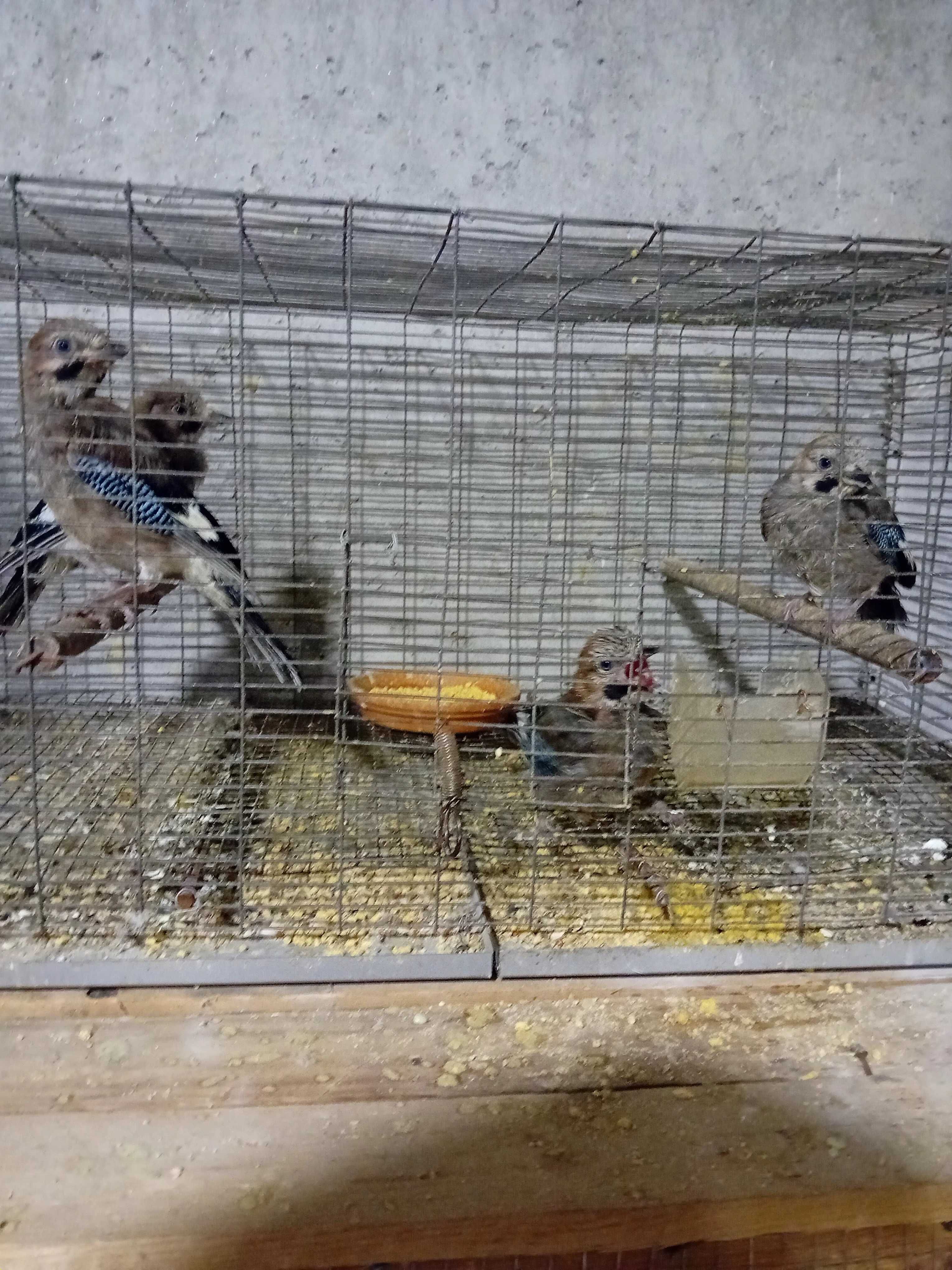 Aves para ceder ou trocar por outras aves