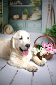 Golden retriever