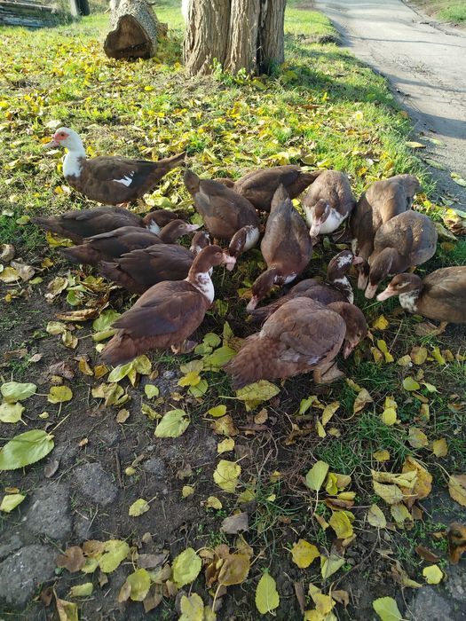 Продам Качок,Гусей.