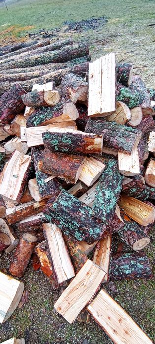 Sosna i świerk sucha, połupana