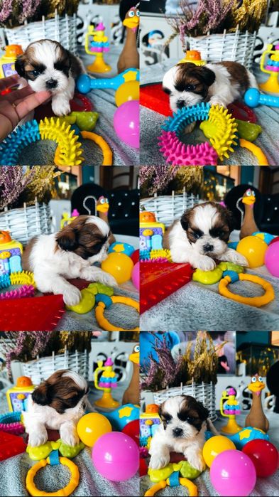 Suczka shih tzu po zdrowych rodzicach Zhpr UCI rodowód 4 pokoleniowy