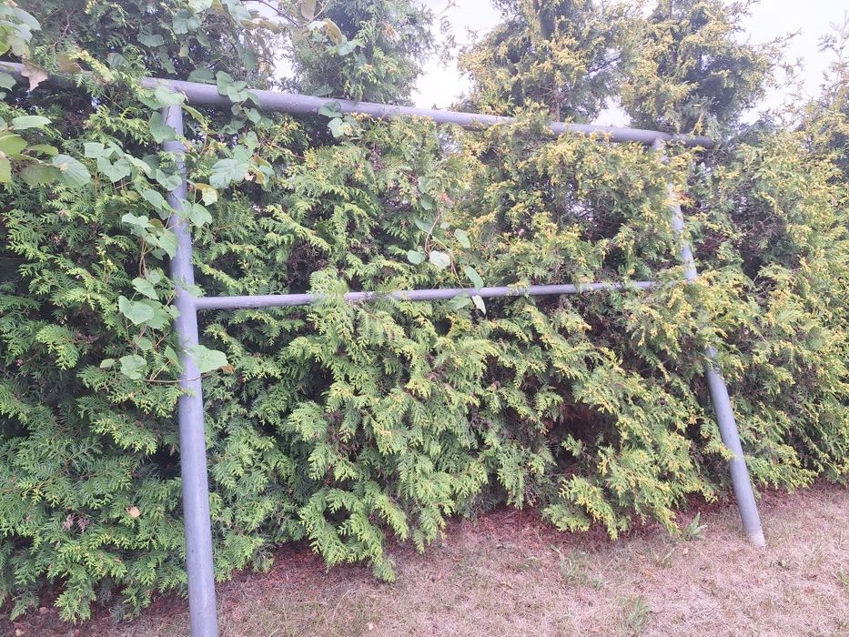 Trzepak ogrodowy