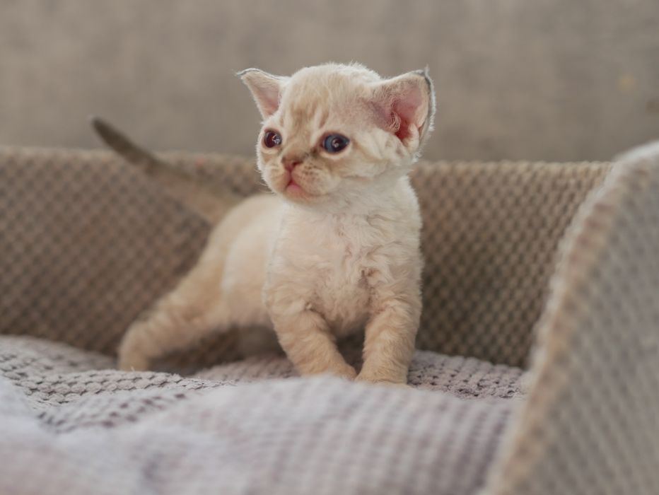 Devon Rex, dziewczynka
