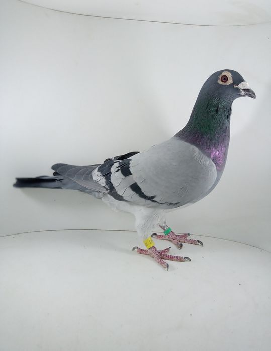 Piękna para DV i PL z rodowodem gołębie pocztowe