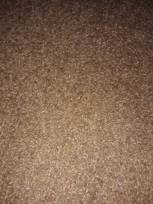 Zboże tegoroczne - pszenica, owies, jęczmień, pszenżyto