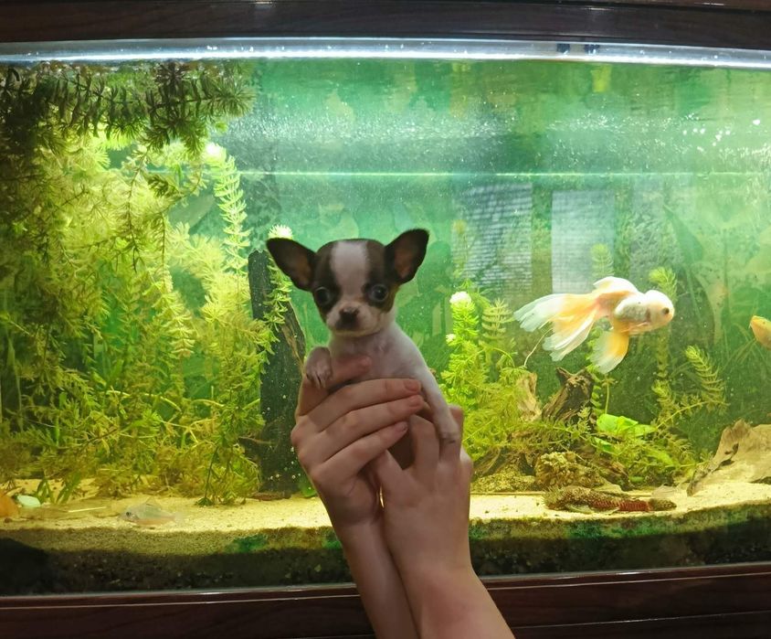 Міні чихуахуа 2 міс