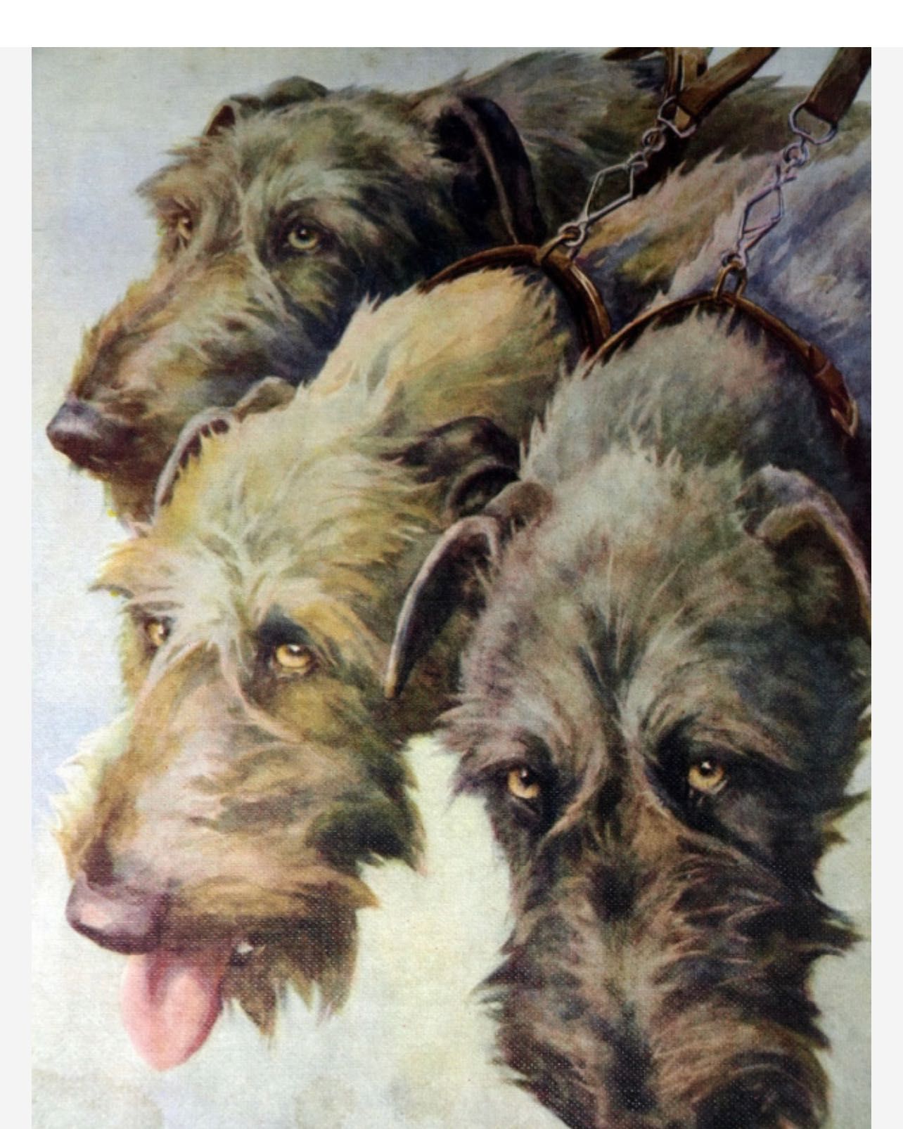 3-tomowa ENCYKLOPEDIA PSÓW Hutchinsona. Londyn 1935