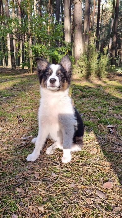 Border Collie suczka czarno biała tricolor