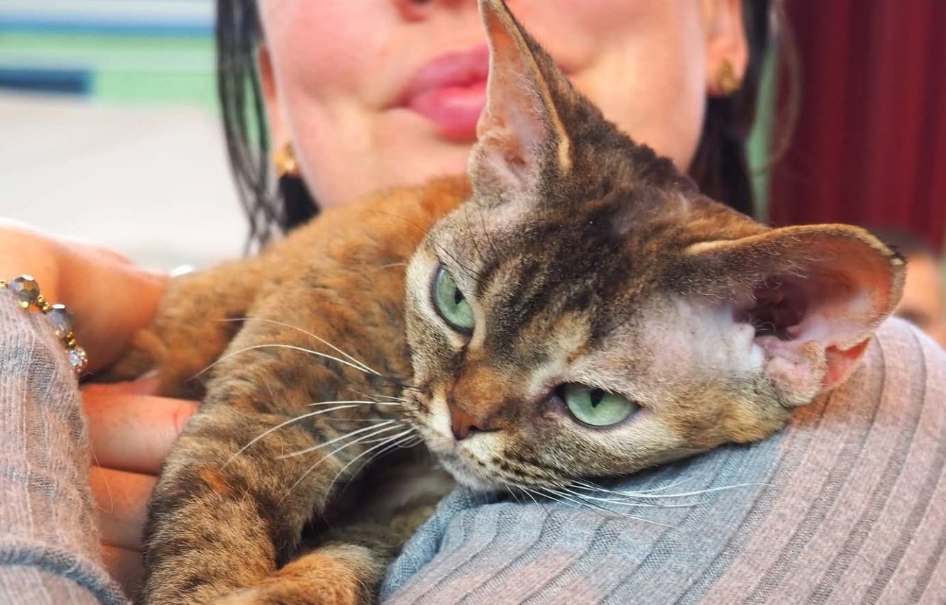 Kotka devon rex dorosla piękna duże oczy
