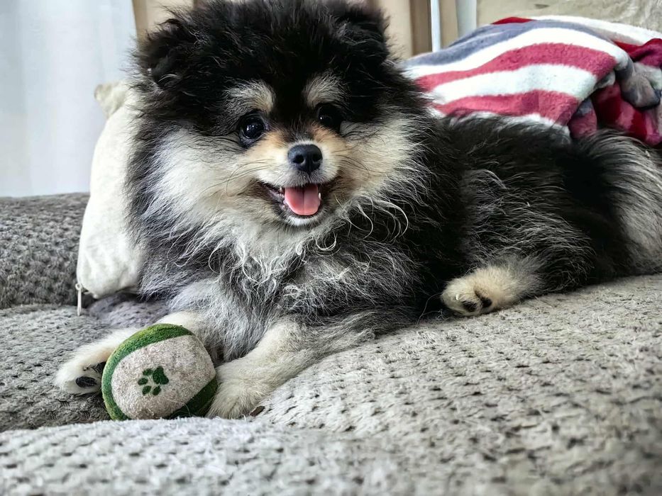 Szpic miniaturowy- pomeranian