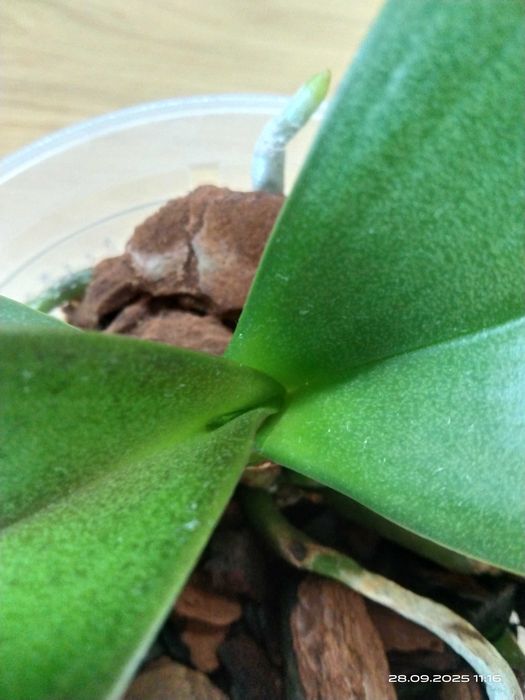 Phalaenopsis Storczyk