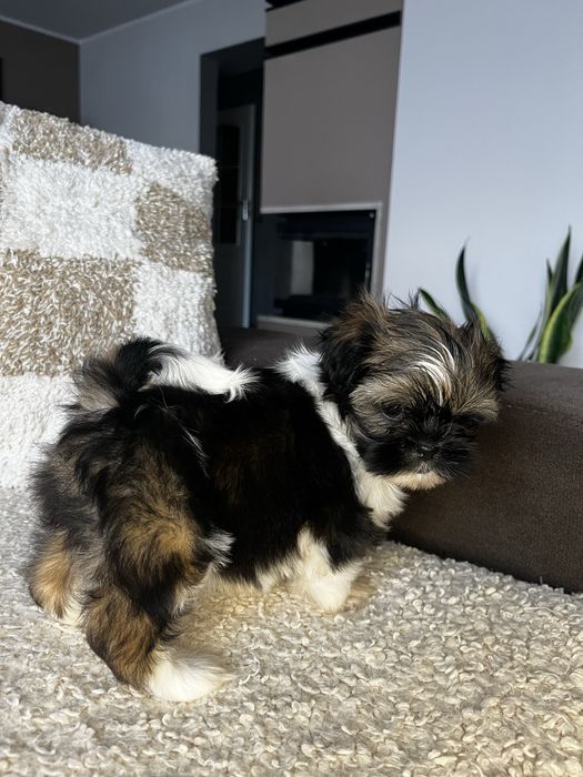 Suczka Shih Tzu Gotowa Do Odbioru
