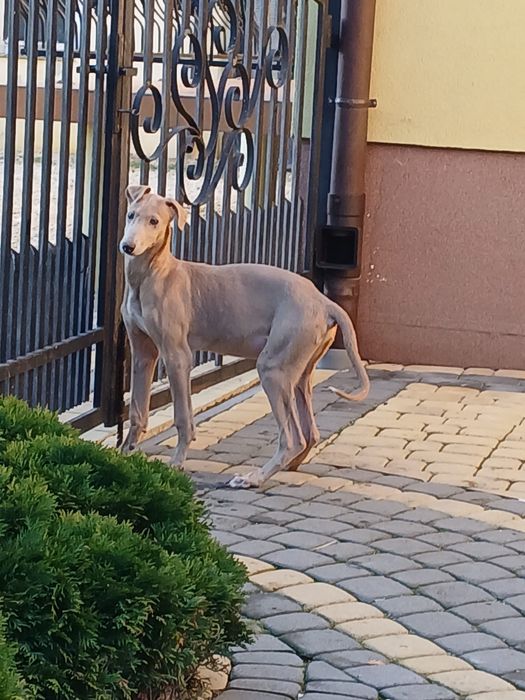 Chart Angielski Greyhound śliczny piesek