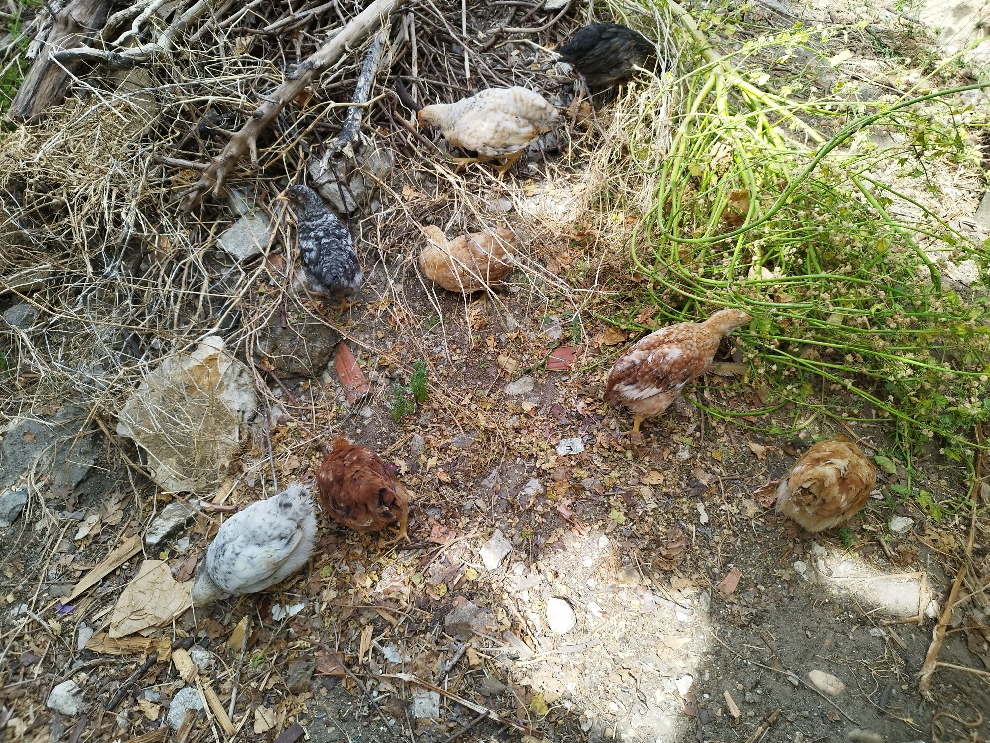 Vendo pintos  alimentados com alimentação biológica