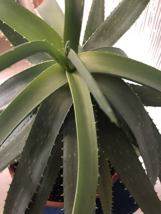 Алоє - кімнатна рослина.