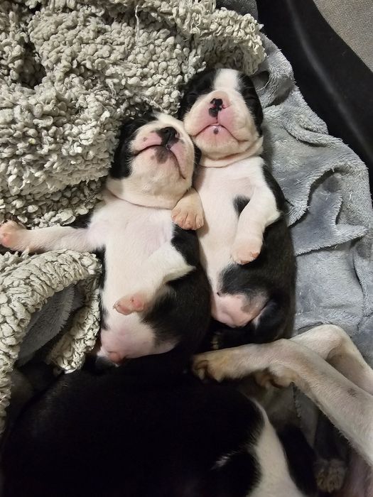 Boston terrier suczka Fci pregowana rezerwacja na grudzień