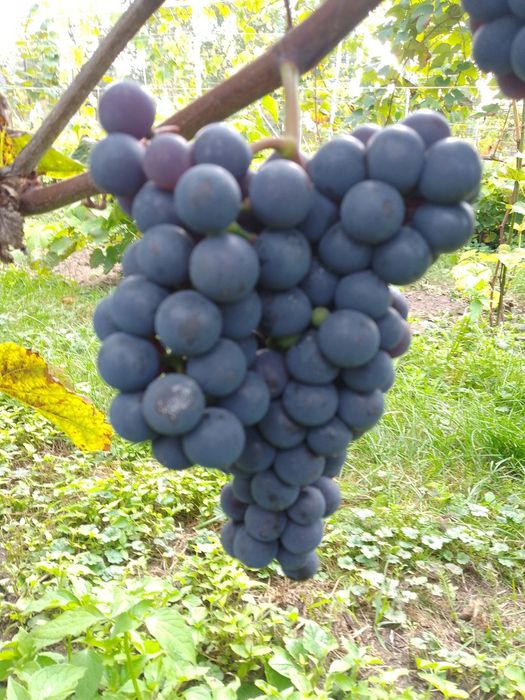 Sadzonki winorośli w doniczkach