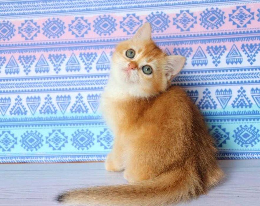 Клубна, британська дівчинка, в золотому окрасі