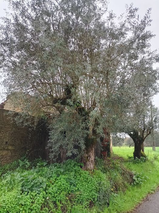 Oliveiras seculares