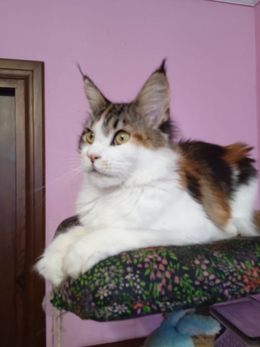 Прекрасна трьох колірна мейн куночка