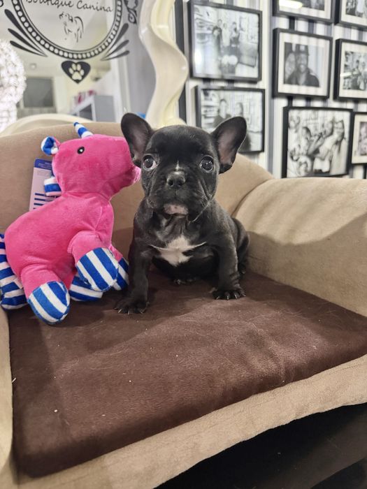 Bulldog Frances  femea fantastica