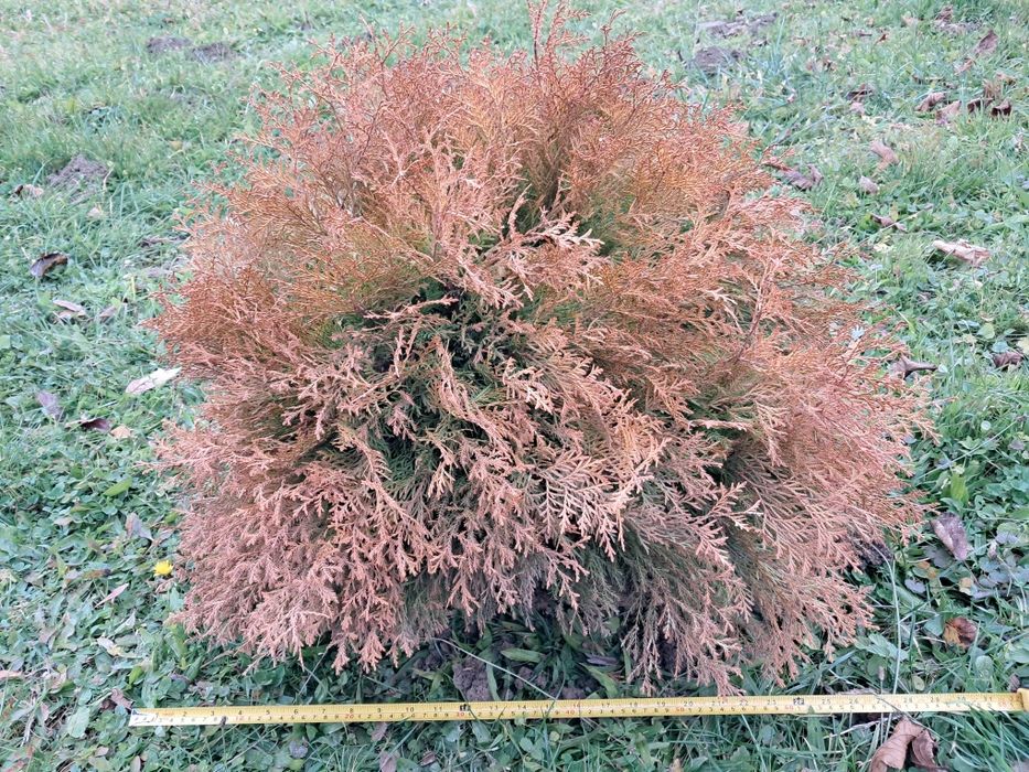 Tuja Rheingold złota kula duże krzaki