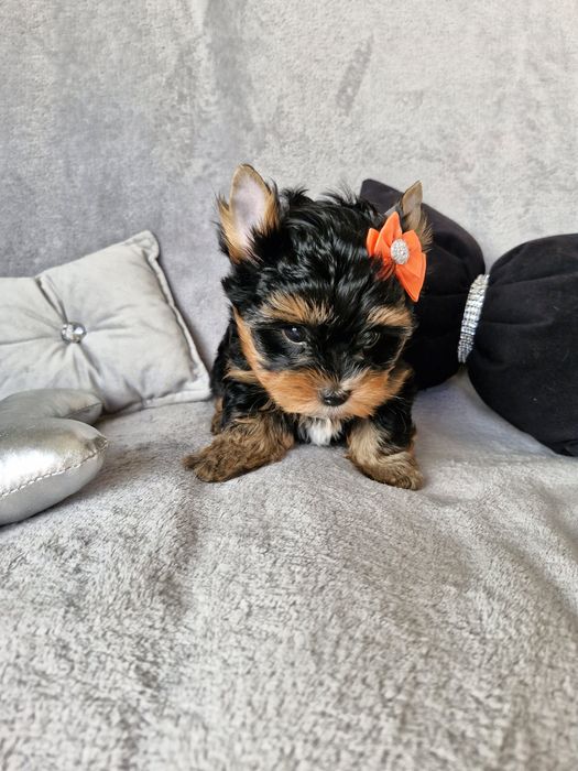 Yorkshire terrier, śliczny piesek bez wad