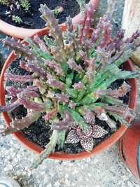 Orbea variegata - Flor da Estrela