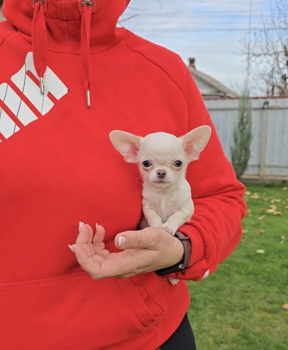 Нереальні красунчики чихуахуа.