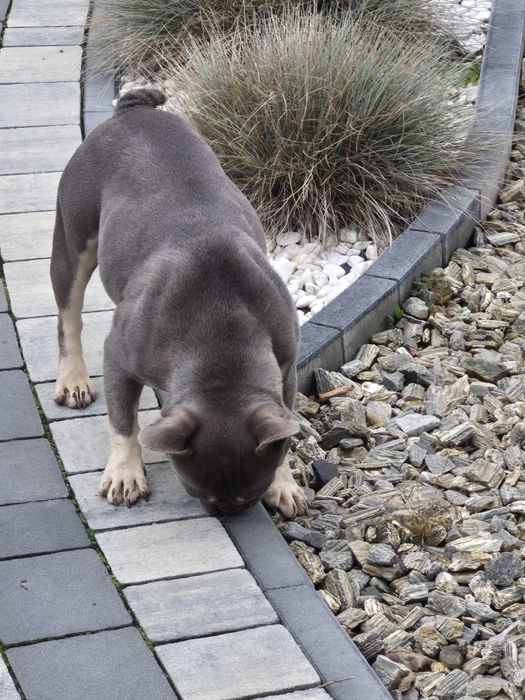 Buldog francuski- suka