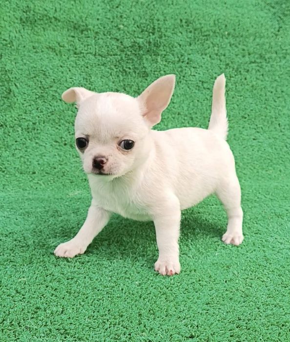 Чихуахуа девочки и мальчики минички