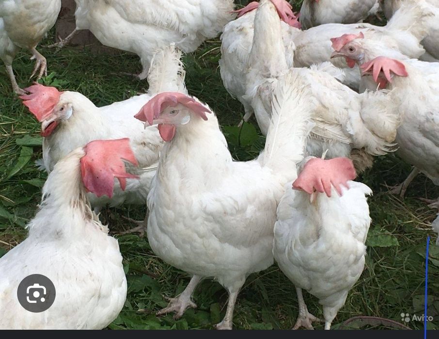 Кури несучки Ломан Вайт