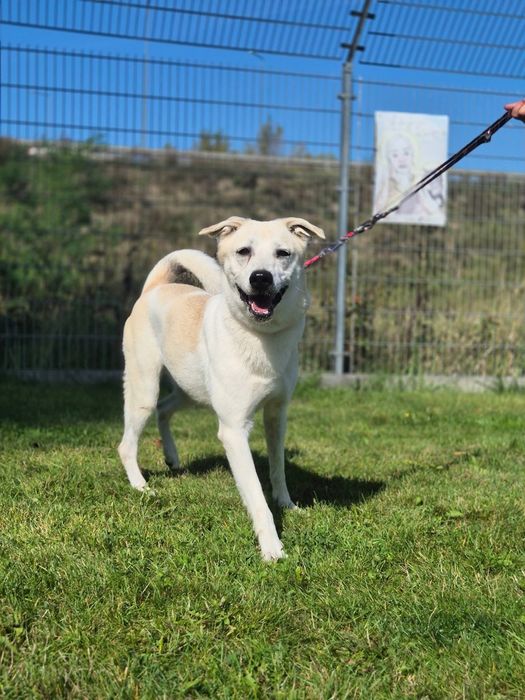 Piękna Samira szuka domu