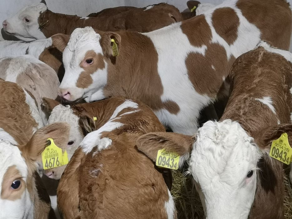 Cielęta byczki mięsne rasy SM Aktualne na stanie