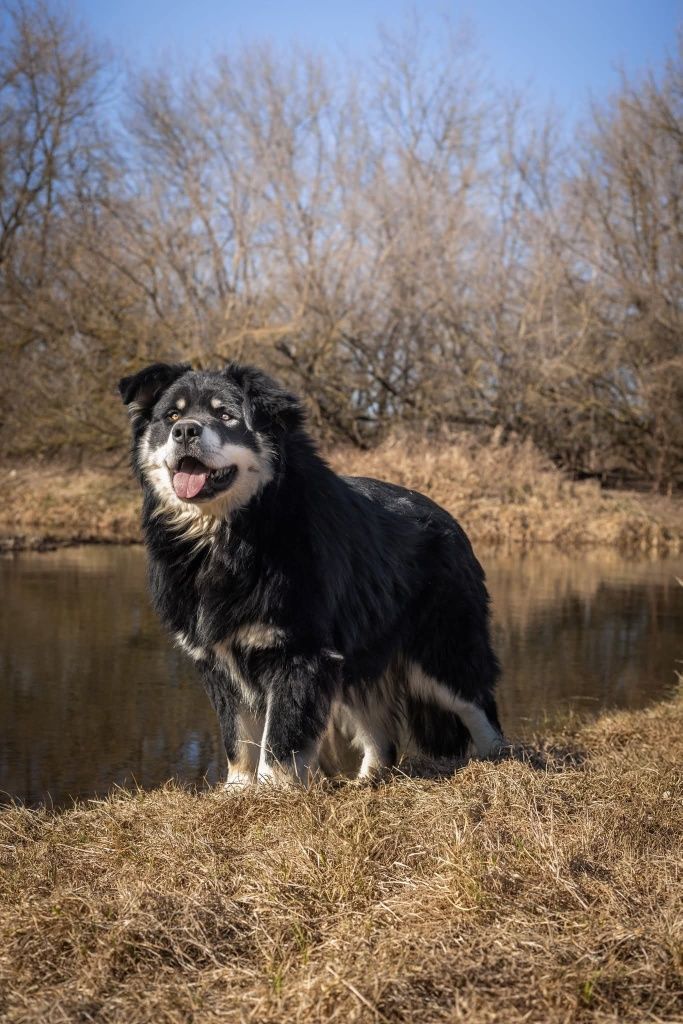 Puszysty Woder szuka domu!