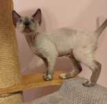Kocurek Devon rex liliowy point. Pilnie