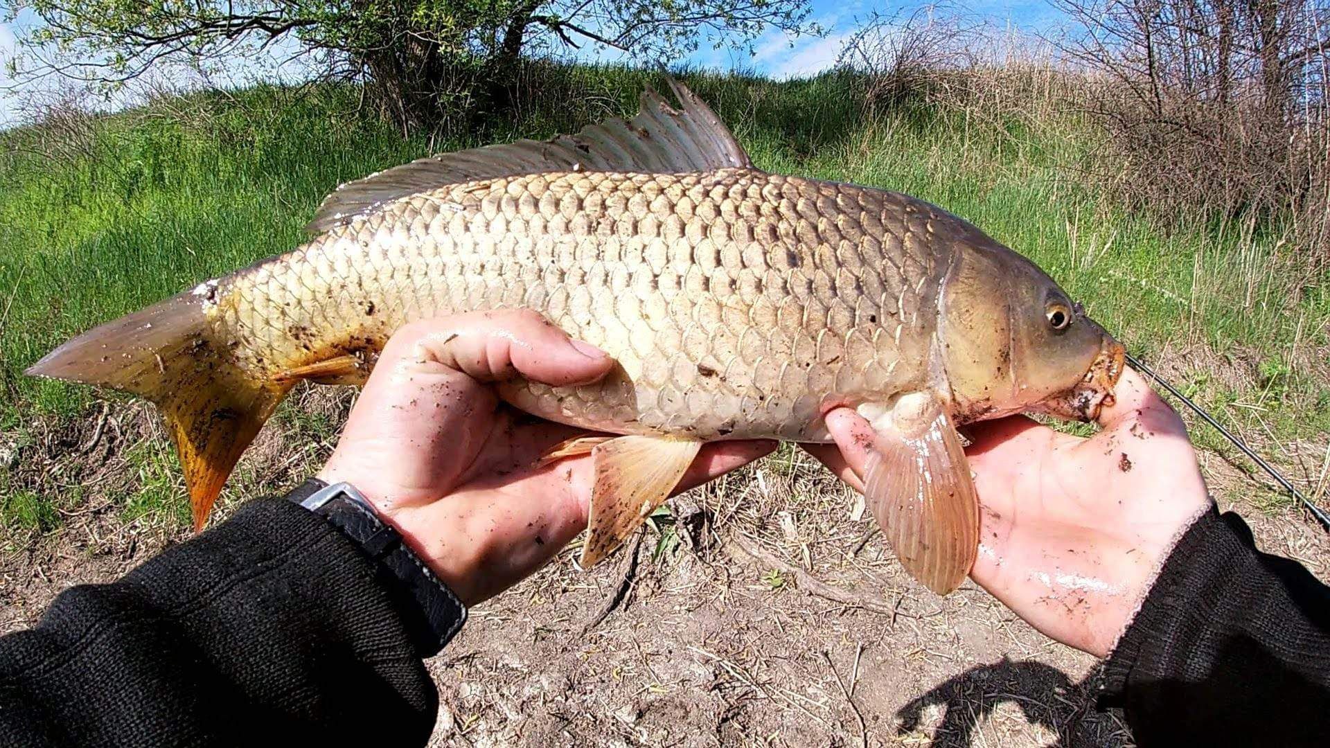 Боковий кивок і літні мормишки