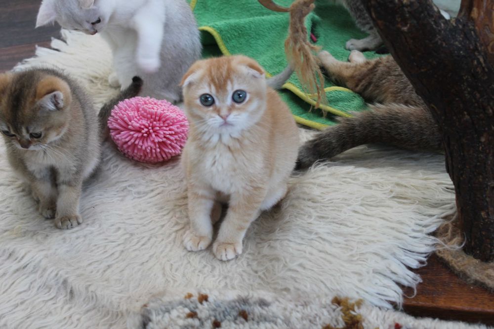 Яскравий та рідкісний шотландець золото1 шиншилли