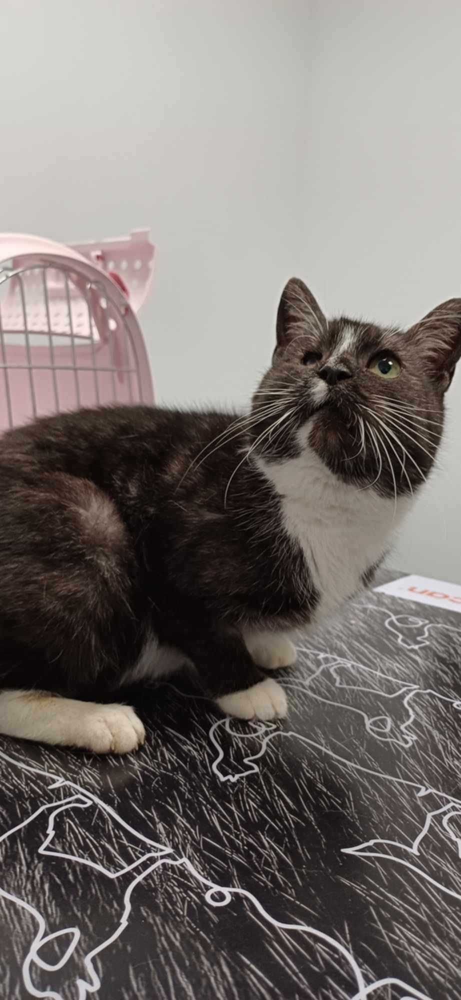 Śliczna kotka poleca się do adopcji