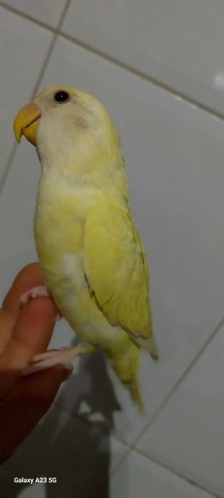 Agapone / agapornis macho