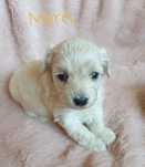 Maltipoo. Suczka Merci