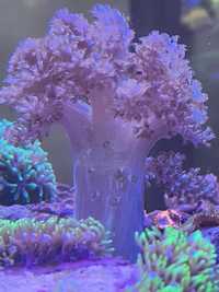 Koralowiec Capnella akwarium morskie