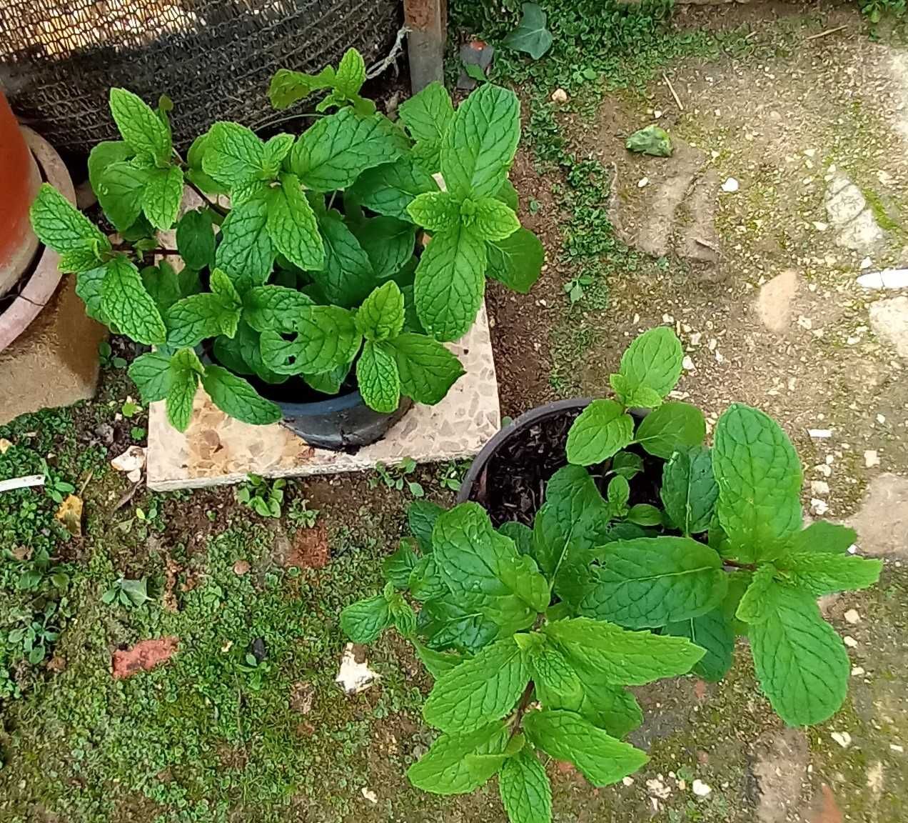 Planta Hortelã em Vaso